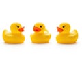 Three yellow rubber ducks isolated on white background Royalty Free Stock Photo