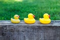 Three yellow rubber ducks in a row on a wooden block Royalty Free Stock Photo