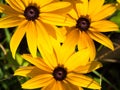 Yellow Rudbeckia coneflowers, black-eyed-susans flowers, macro Royalty Free Stock Photo