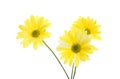 Three Yellow Shasta Daisy Flowers Royalty Free Stock Photo