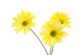 Three Yellow Shasta Daisy Flowers Royalty Free Stock Photo