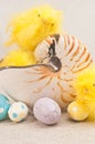 Three, yellow, stuffed, baby chicks in nautilus shell and and four, easter, candy eggs