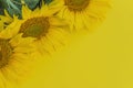 Three yellow sunflowers on yellow background Royalty Free Stock Photo