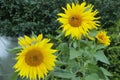 Three yellow sunflowers Royalty Free Stock Photo