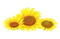 Three yellow sunflowers isolated on white background Royalty Free Stock Photo