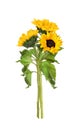 Three yellow sunflowers in a summer bouquet isolated Royalty Free Stock Photo