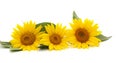 Three yellow sunflowers Royalty Free Stock Photo