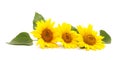 Three yellow sunflowers. Royalty Free Stock Photo