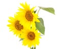 Three yellow sunflowers. Royalty Free Stock Photo