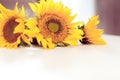 Three yellow sunflowers on a white Royalty Free Stock Photo