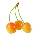 Three yellow sweet cherries with joined stems isolated on white background, with clipping path Royalty Free Stock Photo