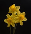 Yellow Trumpet Daffodils Royalty Free Stock Photo