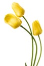 Yellow tulip flowers isolated on a white background Royalty Free Stock Photo