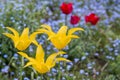 Three yellow tulips against blurry forget-me-not flowers and red tulip at springtime