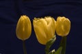 Three yellow tulips on a black background Royalty Free Stock Photo