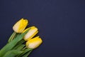 Three yellow tulips, black background Royalty Free Stock Photo