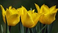 Three yellow tulips Royalty Free Stock Photo