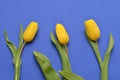 Three yellow tulips on a blue background Royalty Free Stock Photo