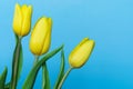 Three yellow tulips on blue background with copy space. Bouquet of spring flowers Royalty Free Stock Photo