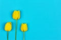 Three yellow tulips on a blue background with copy space. Royalty Free Stock Photo