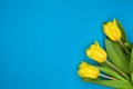 Three yellow tulips on a blue background. Royalty Free Stock Photo