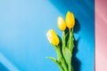 Three yellow tulips on a blue and pink background. Top view and Royalty Free Stock Photo