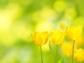 Three yellow tulips on the blurred background