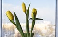 Three yellow tulips on clean blue sky background, bouquet of tulip flowers on windowsill. Royalty Free Stock Photo