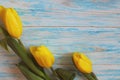 Three yellow tulips on a blue wooden background laid out on ton close-up.