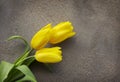 Three yellow tulips. Royalty Free Stock Photo