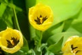 Three yellow tulips in the garden in spring Royalty Free Stock Photo