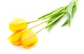 Three yellow tulips Royalty Free Stock Photo