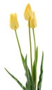 Three yellow tulips Royalty Free Stock Photo