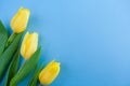 Three yellow tulips on the left on blue background with copy spa Royalty Free Stock Photo