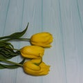 Three yellow tulips lie on pale blue boards. Royalty Free Stock Photo