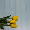 Three yellow tulips lie on a pale blue plank background. Royalty Free Stock Photo