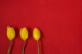 Three yellow tulips on red background Royalty Free Stock Photo