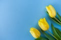Three yellow tulips on the right on blue background with copy sp Royalty Free Stock Photo