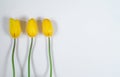 Three yellow tulips on white background Royalty Free Stock Photo