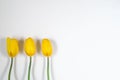 Three yellow tulips on white background Royalty Free Stock Photo