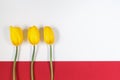 Three yellow tulips on white and red background