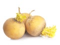 Three yellow turnips