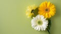 Three yellow and white gerbera flowers on green background Royalty Free Stock Photo