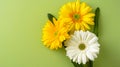 Three yellow and white gerbera flowers on green background Royalty Free Stock Photo