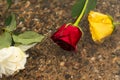 Three yellow, white and red flowers floating in the water on the beach between the rocks. Cloudy day Royalty Free Stock Photo