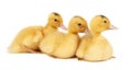 Three yellow young ducklings on a white background Royalty Free Stock Photo