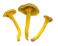 Three Yellowfoot mushrooms (Craterellus tubaeformis) isolated on white Royalty Free Stock Photo