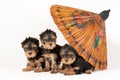 Three yorkie puppies with umbrella