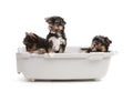 Three yorkshire terrier puppies Royalty Free Stock Photo
