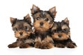 Three Yorkshire Terrier puppies  on a white background Royalty Free Stock Photo